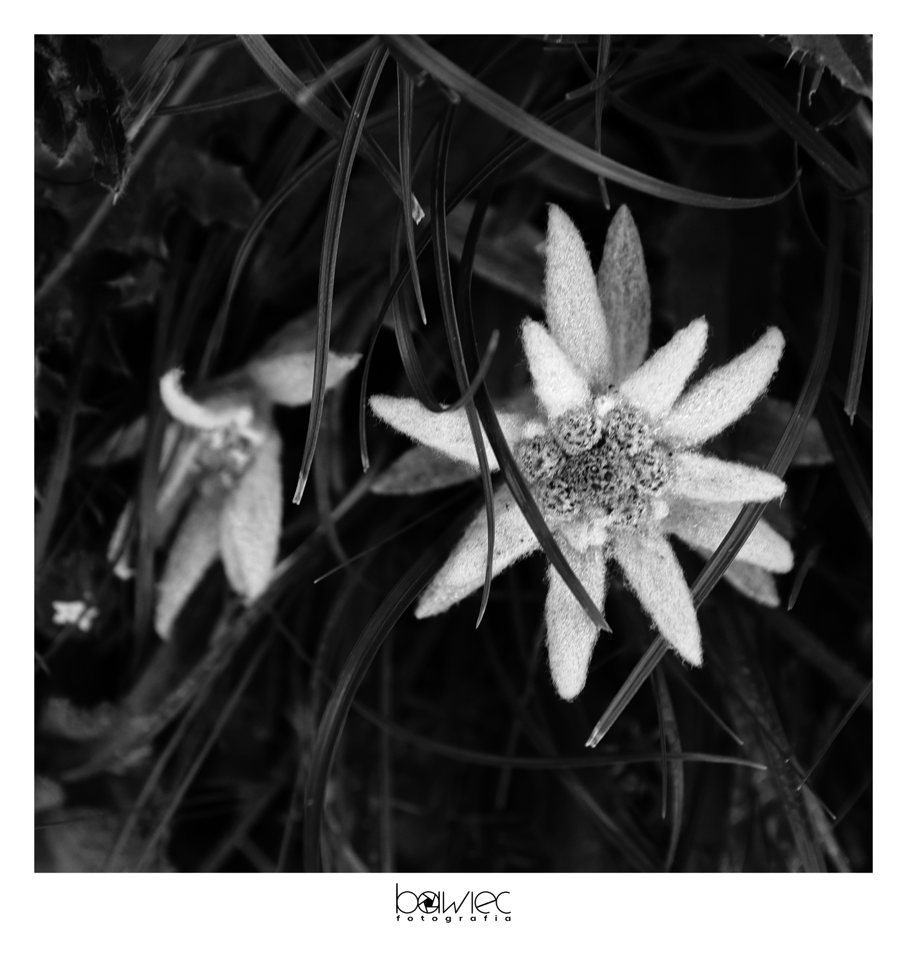 Edelweiss-Blüte