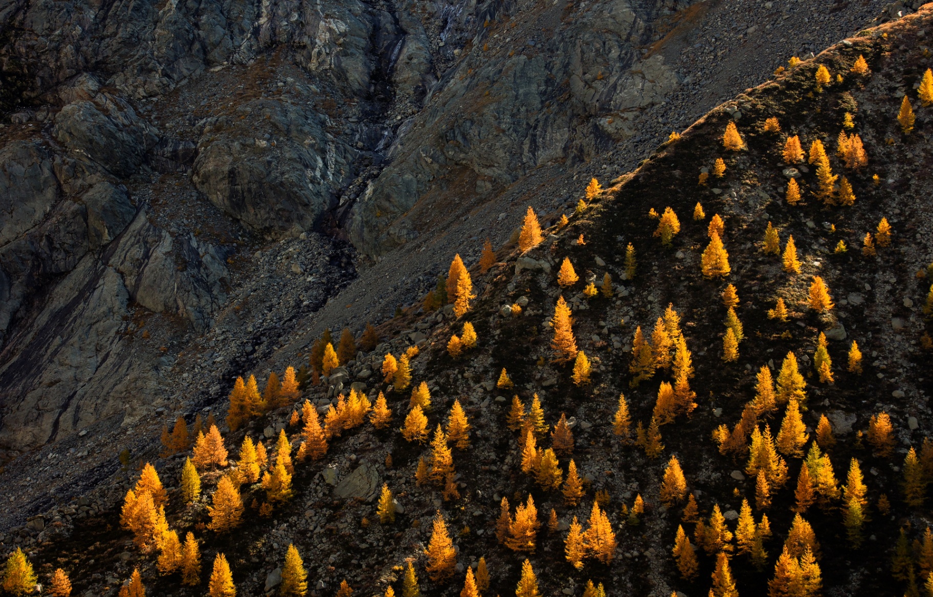 Lärchen im Herbstlicht