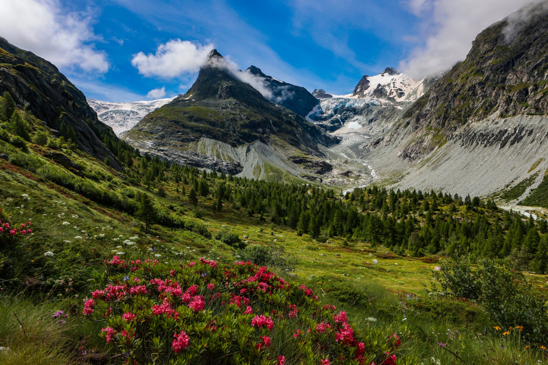 Alpenwiese mit Rhododendren