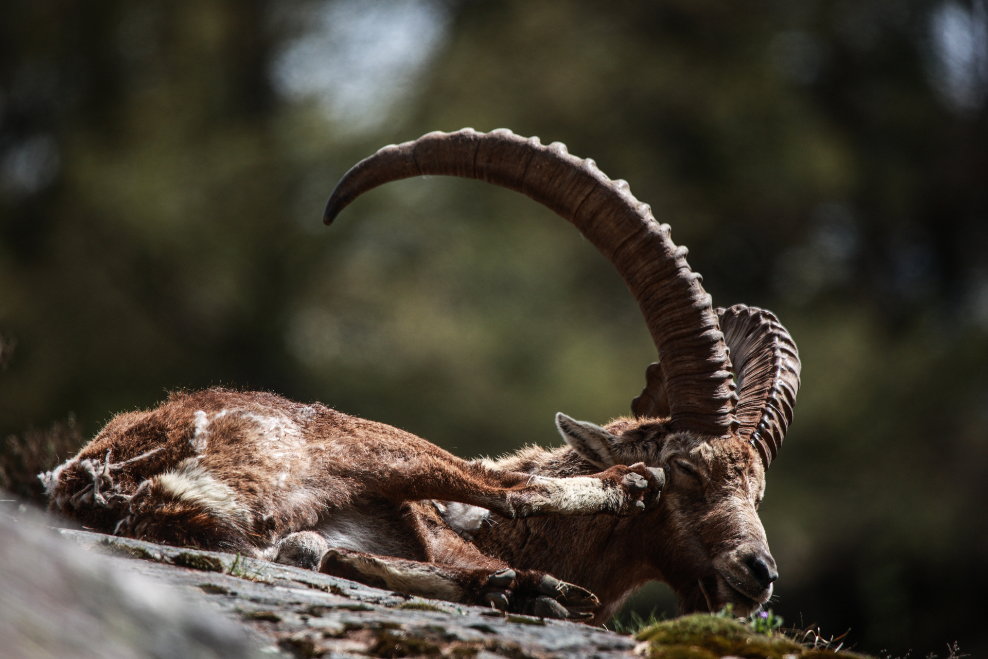 Ruhender Steinbock