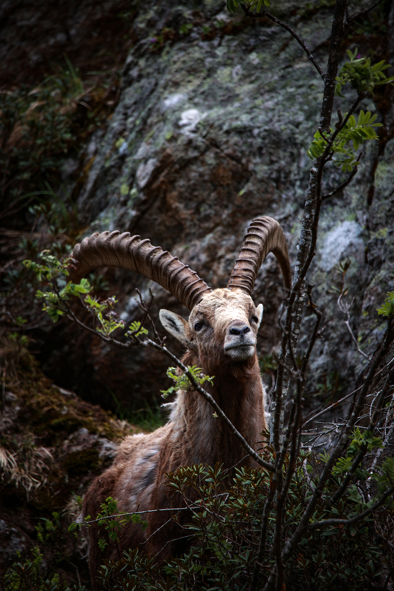 Steinbock in den Ästen