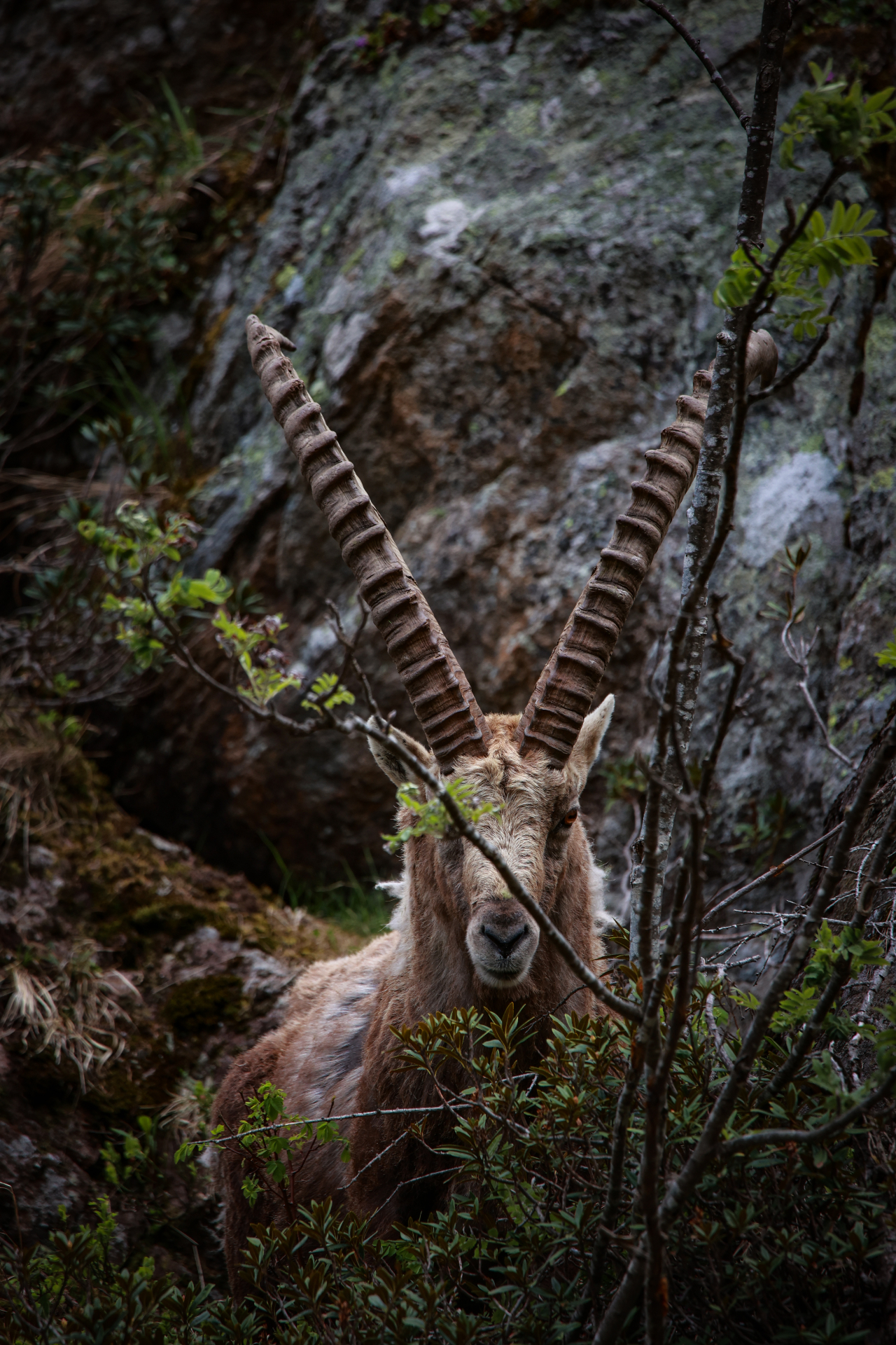 Steinbock-Porträt