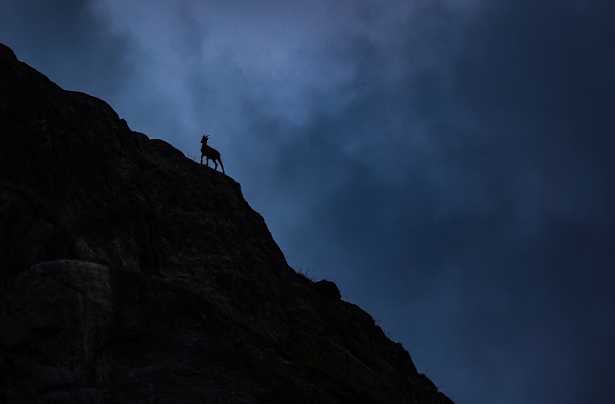 Steinbock-Silhouette